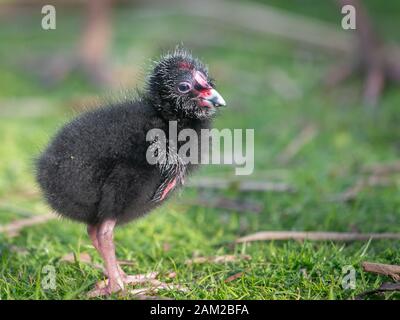 Baby Pukeko Australasian schwammen im Western Springs Park Stockfoto