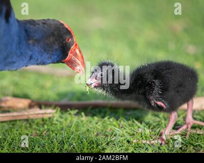 Mutter Pukeko Australasian schwaphen, die ihr Baby im Western Springs Park füttern Stockfoto