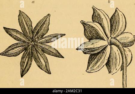 Ein Lehrbuch der organischen Materia medica: bestehend aus einer Beschreibung der pflanzlichen und tierischen Drogen der Britischen Arzneibuch mit anderen nicht-offiziellen Arzneimittel. datiert Tinc- tur hat in den Vereinigten Staaten empfohlen worden als avaluable externe Anwendung für die Zwecke der reducinginflammation. Offizielle Vorbereitungen. Cimicifugre extractum Liquidum. Dosis. - 3 bis 30 Minimen. Tinctura Cimicifugse. Dosis. - 15 bis 60 Minima. MagnoliaiCic. ] Nisi Stellati Fnictus. 21. Um 2.- MAGNOLIACE^. ILLICITJM ANISATUM, Linn. Star-Anise. (Bentley und Trimens Heilpflanzen, Bd. i. Platte lO.) Lebensraum. - Süd-westen von Stockfoto