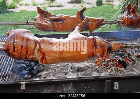 Ganze junge Schweine werden auf rotierenden Metallstäben fixiert und über einem Holzkohlefeuer geröstet Stockfoto