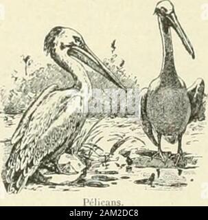 Larousse universel en 2 Bände; nouveau Wörterbuch encyclopédique publié sous la Direction de Claude Augé. Stockfoto