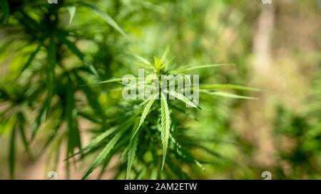 Afghanische Cannabis-Arten auf der Plantage Stockfoto