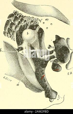 "Traité d'anatomie humaine. Chacun des Trois Artikel de lacliahic tympanique (Abb. 426) est de la Caisse auxparois relié Par-des-Bänder. Nousdécrirons ces Bänder pour chacun destrois osselets. A. Verbindungen tympaniques du marteau. - Abstraction faite de ses Verbindungen avec lamembrane du Tympan, Verbindungen qui ontété décrites précédemment, le Marteau estmaintenu en i^Position par quatre Bänder, que Lon distingue De supérieur, externe, antérieur et postérieur: Le ligament Supérieur du marteau (Abb. 426,2) Abstieg presque verticalementde la Huvé de la Caisse sur lextrémité supé-rieure de l Stockfoto