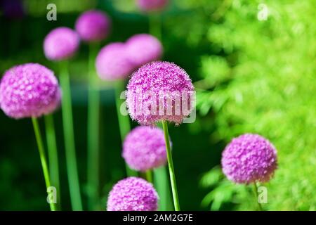 Allium cristophii oder Giganteum, Ziergartenpflanze, große runde violette Blumen blühen auf grünem unscharfem Hintergrund dicht oben, Löwenzahnkugeln Stockfoto