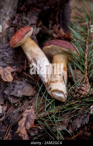 Nahaufnahme von mehreren Boletus badius, imleria Badia oder Bay bolete auf alten hölzernen Hanf mit Kegel und Nadeln in einem Herbst Pinienwald. Essbar und Po Stockfoto