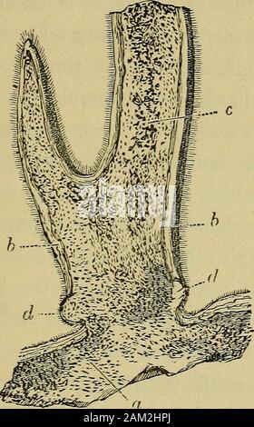 Die Hand: den Mechanismus und vitale Stiftungen, wie evincing Design, und illustriert die Macht, Weisheit und Güte Gottes. f eine grosse Spannweite, Mussder der härtesten Granit, oder Ihr eigenes Gewicht willcrush. Das gleiche Prinzip gilt für thebones der Tiere: das Material der Knochen ist zu weich toadmit Unbegrenzte Zunahme von Gewicht. Es ist anotherillustration der Was war vor erklärte, dass eine Beziehung isestablished durch alle Natur; die Struktur sehr Tiere, die auf der Oberfläche des Massekabels des bewegen, ist zu seiner Größe proportioniert und thegravitation zu seinem Zentrum.] [AUF Stockfoto