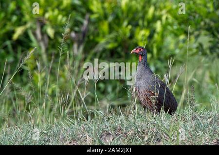 Rothalsige Spurvögel oder Rothalsige Francolin (Pternistis afer), männlich, Maasai Mara, Kenia. Stockfoto