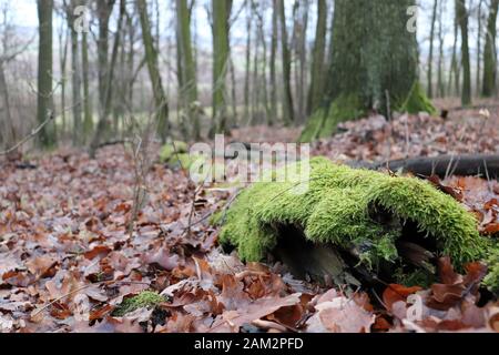 Ein Stück moosem Holz, das unter gefallenen Blättern liegt, Mittelböhmen, Tschechien. Stockfoto