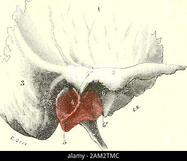 "Traité d'anatomie humaine. ssure mehr oder weniger apparente, suivant lâge des Sujets, La scis-Sicher-pétro tympanique. Comme on le Voit, dans le Stade évolutif que nous venons de décrire Le conduitauditif osseux nexiste Pas, ou bien Il est constitué bei Negri simplement par cette portiondu Cercle tympanal, Teil bien minuscule, qui déborde en Dehors le sulcus Tym-panicus et la Membran du tympan qui sy Attache. Au cours du développement, la Teil écailleuse et la Teil tympanique IjC rercle tympanal du nouveou-né (côté Gauche): A, sa Gesicht externe: B. vu par sa Gesicht Internierten. I. conic aiitéricuro. - 2, Stockfoto