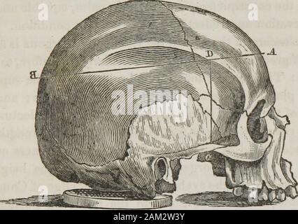 Vorträge über phroenology: einschließlich der Anwendung auf die gegenwärtigen und zukünftigen Zustand der Vereinigten Staaten. wirksam sein, aber auch die anderen Fakultäten müssen eine ausreichende Entwicklung. Ein Schauspieler unzulänglich in Tune konnte nicht imitieren Catalani, wie - immer seine Nachahmung; und ein Mangel an Self-Esteeniand Destruktivität nicht Coriolanus zu Pro- fection darstellen. Diese Fakultät ist eine wesentliche Voraussetzung für die Porträt-Maler, die engra-ver, der Bildhauer und Musiker. Es ist Voraussetzung für theorator; ihm macht seine Gedanken mit ap Ausdruck zu verleihen, eine entsprechende Gesten. Im privaten Leben, einige individuell Stockfoto