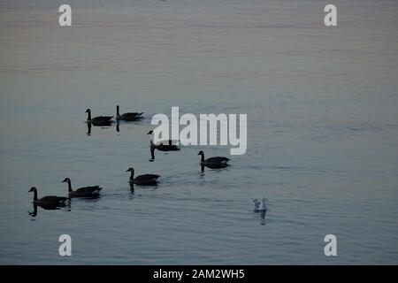 Gänse und Möwe auf ruhigem Meer, Vancouver Island, British Columbia, Kanada Stockfoto