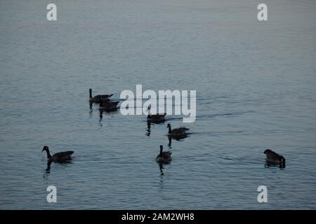 Gänse auf ruhigem Meer, Vancouver Island, British Columbia, Kanada Stockfoto