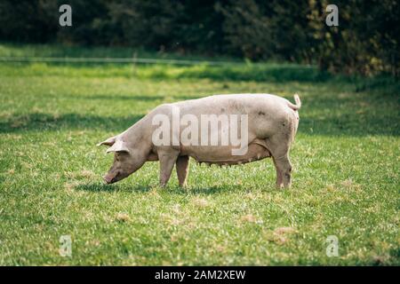 Schweine essen auf einer Wiese in einem organischen Fleisch Farm Stockfoto