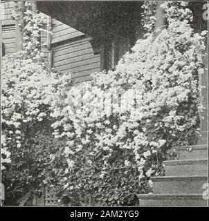 Die Farquhar Garten jährliche: 1922. Senkt der rosetteshape; stattliche glänzendes Laub und kräftiges Wachstum. $ 1.00, $ 10,00 pro Doz. Silver Moon. Große halbgefüllte Blüten, klare primrose Schattierung tosilvery Weiß; vier bis fünf Zoll im Durchmesser, der Mitte beingfilled mit leuchtend gelben Staubgefäßen; Laub dunkelgrün, sehr glänzend. Eines der besten chmbers. 75 cts. Jedes;. S 7,50 pro Doz. Quelle dOr. Großes Doppelzimmer Blumen der reichen Landschaft des Golden-gelb; stronggrowth und winterhärte sind charakteristisch für diese herrliche ehmber. 75 cts. Jedes; $ 7,50 pro Doz. Tausendschon. Schön tief Rosarot-rosa Blumen, Jede überzeichnungund Stockfoto