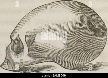 Vorträge über phroenology: einschließlich der Anwendung auf die gegenwärtigen und zukünftigen Zustand der Vereinigten Staaten. [1] der griechischen Antike. [2] Neue Hollander. Es pare mit diesem eines antiken griechischen [1] oder mit der anItalian: der Unterschied zugunsten des letzteren ist enorm! Diese italienische Schädel bekannt zu mindestens zweihundert Jahre übernachten werden, sein sollte, die von Raphael, und wurde preservedas wie in St. Lukes Akademie in Rom; aber wie Raphael? Schädel hat vor kurzem entdeckt wurde, Verweigerer sagen, dass thismistake phroenology widerlegt. All das können Sie von thecase ist jedoch, dass sie nicht gehören. Stockfoto