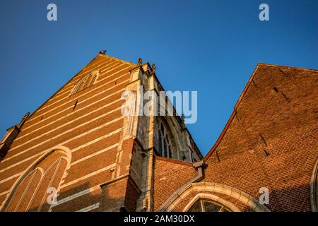 Seitenansicht, Wände beleuchtet durch herabfallende Sonneneinstrahlung der Stiftskirche Saint-Martin. Straßenbild von unten, klarer blauer Himmel, goldene Stunde warme Farben. Aalst, Flämischer Teil Belgiens, Europa Stockfoto