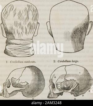 Vorträge über phroenology: einschließlich der Anwendung auf die gegenwärtigen und zukünftigen Zustand der Vereinigten Staaten. SS. Zu lernen, die Situation dieser Orgel, Gefühl auf der middleline zur Unterseite des Schädels im hinteren Teil von thehead, und Sie werden eine kleine knöcherne Projektion namens theoccipital Wirbelsäule finden. Amativeness ist unten, anhebenund zwischen den mastoid Prozesse liegt. Die Größe der Organis gekennzeichnet durch die Verlängerung der unteren Oberfläche des AMATIVENESS. 137 Hinterhauptschuppe nach hinten und unten, oder durch die dicken-ness des Halses an diese Teile zwischen den Ohren. Die grossformatige Gi Stockfoto