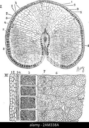 Britische Gräser und der Beschäftigung in der Landwirtschaft. Abb. 20. Medianen Längsschnitts durch den unteren Teil eines Weizenkorns mit Angabe der Lage und Struktur des Embryos. Ende. Endosperm, iSc. seutellum in Kontakt mit dem Endosperm vom Ep. Der epithelschicht. Ap. In der wachsenden Apex, und traurig. Die primäre Wurzel des Embryos. Sh. den Keim-Ummantelung, Kol. Der root-Ummantelung, Cap. Der root-cap.x ca. 15. Samen unmittelbar über wurde getragen. Dies ist die so genannte rachillaand liegt vor der inneren palea an der Basis des Samens. Dies ist das Übliche, was man gemeinhin als einen Grassamen. In einigen c Stockfoto