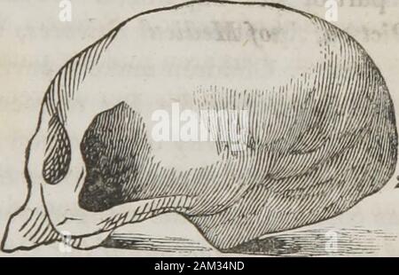 Vorträge über phroenology: einschließlich der Anwendung auf die gegenwärtigen und zukünftigen Zustand der Vereinigten Staaten. Zuvor anhand der Zuneigung.- (Combe.) Außerdem ist es oft wirkt im Gegensatz zu den Grund- (Spurzheim spoilingchildren..) und wir finden es vollständig energyamong die Intellektuellen der Menschheit, und der mostferocious Unmenschen. Einwand. Liebe der Nachkommen ergibt sich aus Freundlichkeit andbenevolence der Disposition. Antwort. War dies der Fall, keine egoistischen Person sollte befond der Kinder; aber, Personen gemerkt für Wildheit und Blut - thirstiness, sind oftenstrongly zu theiroffspring befestigt. Der Char Stockfoto