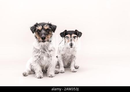 Mehrere Hunde sitzen nebeneinander. Jack Russell Terrier Hund ist isoliert, glatt haarig und zerbrochen Stockfoto