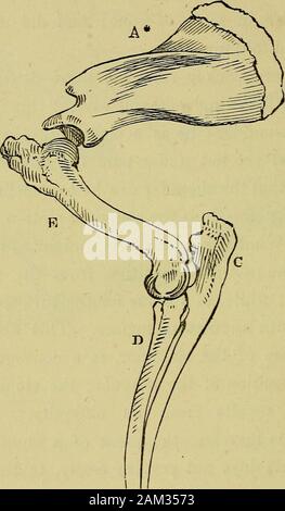 Die Hand: den Mechanismus und vitale Stiftungen, wie evincing Design, und illustriert die Macht, Weisheit und Güte Gottes. Und Formen seiner judgmenton, ist der abrupte Übergang vom Hals zu theshoulder; während in einem Pferd für den Rasen, es tobe eine glatte Oberfläche midulating sollte. Diese schroffheit, orprominence der Schulter, ist eine Folge der theupright Position des Schulterblattes; die Schräge und lightshoulder Ergebnisse aus der Schräglage. Eine uprightshoulder ist daher die Marke von einem Hindernis Pferd: das Schulterblatt nicht leicht drehen, forwardthe Fuß zu werfen. Viel von der Stärke, wenn Stockfoto