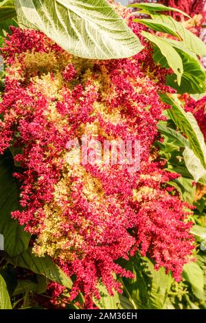 Amaranth Blume Amaranthus cruentus „Don Armando“ die Samen Reifen in einer Panicles Stockfoto