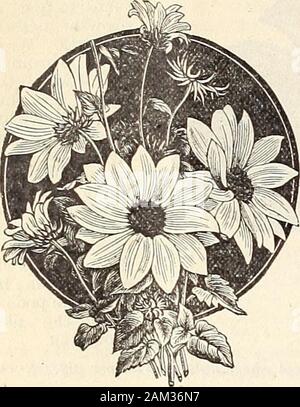 WmElliott & Söhne seedsmen: 1898. Atrice. Blush Pink, sehr auffällig. Prinzessin Victoria. Standards; rosa rosa; Flügel Cherry - Rose mit Linien von pink. der Prinzessin von Wales. Weiß gestreift, blau Indigo und Kastanien; große Blume. Königin der Inseln. Scarlet meliert mit Lila und Weiß. Königin von England. Reines Weiß, groß und fein. Scarlet unbesiegbar. Senator. Schokolade und Cremeweiß, gestromt und gestreifte. Glanz. Standards; rosy Crimson; Flügel hellere Farbtöne, getönt Magenta. Violet Queen. Standards; Rosa; Flügel lila. Elliotts Rainbow Mischung. Bestehend aus den erlesensten Große fiowering sortiert; Oz, 15 cts. ; 3^ Stockfoto