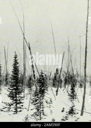 Eine Reise von der Prince of Wales's Fort in der Hudson Bay im nördlichen Ozean, in den Jahren 1769, 1770, 1771 und 1772 ---. &Gt; 4^-sta^Foto: J.B., Tyrrell, 5. Dezember, 1 S 94. Das HOLZ DER FICHTE AXD LÄRCHE, SÜD-WESTOF CHURCHILL Stockfoto