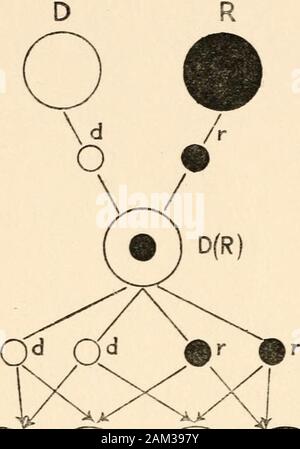 Die ersten Grundsätze der Vererbung; mit 75 Abbildungen und diagrms. DD Abb. D (R) D (R) 51.- Gametic Segregation. (Nach Thomson). Stockfoto