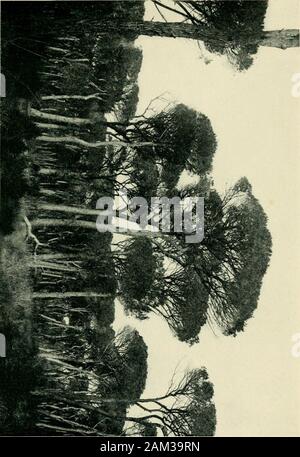 Mit Shelley in Italien: wird eine Auswahl der Gedichte und Briefe von Percy Bysshe Shelley, die mit seinem Leben in Italien von 1818 bis 1822 zu tun. von Robert Browning 1857, der schrieb, Es ist preservedreligiously; aber die Zeichen sind alle aber unleserlich, und ich benötigte ein strongmagnifying-Glas ganz sicher von denen, die bleiben werden. Das Ende ist, dass Ihave gerettet drei oder vier Variationen in der Lesung der Göttlichen littlepoem - eben so, wie man es liest, zumindest in dem posthumen Gedichte. [149] MIT SHELLEY IN ITALIEN ich Träume von dir. Und ein Geist in meinem feetHath führte mich - wer weiß, wie Stockfoto