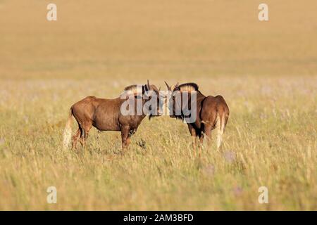 Ein Paar schwarze Gnus (Connochaetes gnou) im offenen Grasland, Mountain Zebra National Park, Südafrika Stockfoto