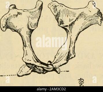 Veterinär Hinweise für Pferdebesitzer: Handbuch Pferd der Medizin und Chirurgie. Tuberosity jointFig ofischium Hip. 118.- Blick auf das Becken von in der Nähe von Side. {Nach Chanveaii.) Pedal Knochen. - Schneiden Sie die Wand über den Teil, alldead Gewebe entfernen, und behandeln Sie wie auf Seite 297 verwiesen. Becken. Anatomie - Die Becken (Abbn. 115, 118, und 119), in der thehind Viertel, entspricht die beiden schulterblättern des Vor-Hand. Die beiden Hälften (eine auf jeder Seite) des Beckens united sind Posterioren darmbein Stacheln V-., Ant darmbein Wirbelsäule. Iliaca anterior Wirbelsäule Tuberosity der sitzbein ^ r Ich^^/^^^y^^^ Tuberosity der sitzbein Abb. 1. Stockfoto