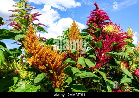 Pseudo-Getreide domestizierte Pflanze Amaranth blüht, die Amaranth-Pflanze stammt ursprünglich aus Mittelamerika Stockfoto