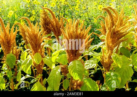 Amaranth Blumen Grenzen an den Blumengarten Stockfoto