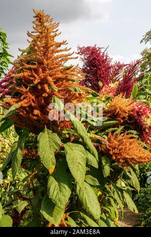 Pseudo-Getreide domestizierte Pflanze Korn Amaranth Blume Stockfoto