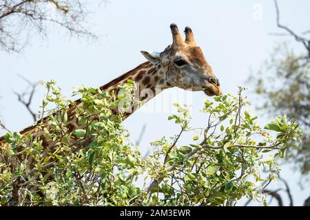 Kopf eines erwachsenen männlichen südlichen Giraffe (Giraffa Camelopardalis) Zufuhr von der Baumkrone in Khwai Konzession, Okavango Delta, Botswana, Südafrika Stockfoto