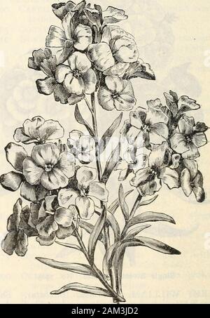 Die Farquhar Katalog: Frühjahr 1904. e coloredflowers, blüht die erste Jahreszeit wenn sownearly; Juli bis Sept., 1 ft VINCA. Madagaskar Immergrün. Beautifulperennial Beetpflanzen, blühende freelythe erste Saison aus Samen ist gesät im Februar oder März-ruary in Hitze. Sie haben dunkelgrüne Laurel - wie Laub und stattlichen pinkand Weiß einzelne Blumen. Sie sind mosteffective für Betten und Ränder, bloomfrom Anfang Sommer bis zum Frost. Die seedis des langsamen Keimung. Höhe, 1 ft. 8110 Feinsten gemischt Oz., 1,00 8115 Hell rosa ....... • 1,00 8120 Pure White 1,00 8125 Weiß mit Rose Auge. . 1,00 10 .10 • 05.1 Stockfoto