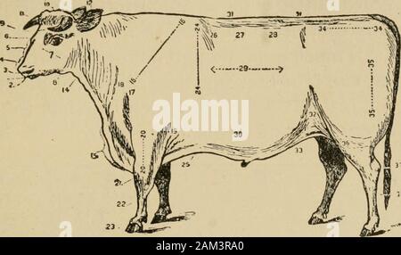 Die Schule und die farmA Abhandlung über die Elemente der Landwirtschaft. Abb. 13 - Hereford Rind. Drei Preisträger. tolle Größe des Euters. Die besten Sorten sind: TheJersey, von der Insel Jersey, in der Nähe der North coastof Frankreich; die Guernsey, von der Insel, in der Nähe des Jersey und Ayrshire, aus Ayrshire, Scot - 116 Rinder. 117. Stockfoto