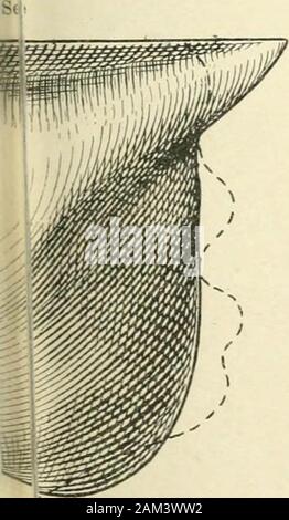 Handbuch der Physiologie des Menschen. 3 n Muskelbeckens. lerkleinert. • Psausgusses des knöchernen Beckens ein.. von hinten Stockfoto