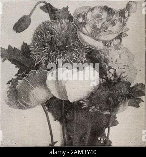 Katalog.es dieser schönen Mohnblumen auf dieser Seite. HastingsSuperb Gemischt (Nr. 8 G3). Paket, 5 Cents; Unze, 30 Cents. Wir liefern können, in verschiedenen Sorten, die Folgenden: nelke blühenden gemischt (Nr. 864) - große gefüllte Blüten; schöne, eingesäumt Blütenblätter. Paket, 5 Cents, Unze, 30 Cent. Kardinal (Nr. 865) - leuchtende Farbtöne von Kardinal rot. Fin-est Doppel bilden. Paket, 5 Cents; Unze, 35 Cents. * Amerikanische Flagge (Nr. 866) - Scharlach und Weiß. Paket. 5c. MIKADO (Nr. 867) - Doppelt gesäumt. Scharlach Scharlach, strip-ed Weiß. Paket, 5 Cent. PEACOCK (Nr. 868) - Brillante Scharlach, mit schwarzem Ring und c Stockfoto