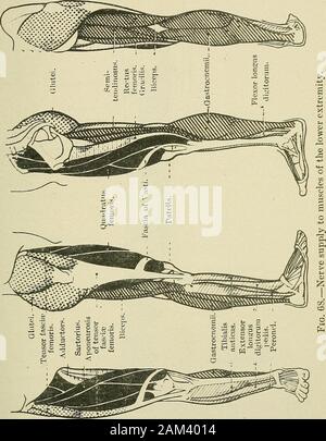 Medizinische und chirurgische Therapie. s. Seine sensonk Zweige sind die ersten sieben Sicherheiten plankir Filialen. Die externe plantar Nerv, der kleinere der beiden (die homologueof Nervus ulnaris in der Hand), liefert alle interossei musclesof, die den kleinen Zeh, der dritte und vierte Lumbricales, der Entführer obliquusand Transversus; es liefert auch die letzten drei Sicherheiten plantarbranches. Ab im Fall der Ulna in der Hand, es hat eine cutaneov^ sbranch, die rein sensorischen ist, und eine tiefe muskuläre Zweig. Physiologie die Muskeln von den Großen Ischias. - Den Bizeps, semi-tendinosus, und Stockfoto