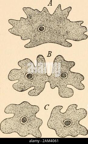 Die ersten Grundsätze der Vererbung; mit 75 Abbildungen und diagrms. Prinzipien der Vererbung dieser Prozess der einfachen Kernspaltung ist die am meisten commonmethod der Vermehrung unter den Protozoen und Proto-phyta, es kann aber auch in der Art der higherorganization beobachtet werden, auch so hoch wie die Würmer. So finden wir unter den Einige, die vermehren sich durch Teilung, die Neu-formedindividuals jedoch Polypes notseparate, bleiben aber attachedto einander, damit formingwhat genannt ist eine polype-Lager. Unter den Würmern, wir dieselbe Bristle-footed Worm (ChcBtopoda), die entweder ona Schock oder Normal, breaksup Autom. Stockfoto