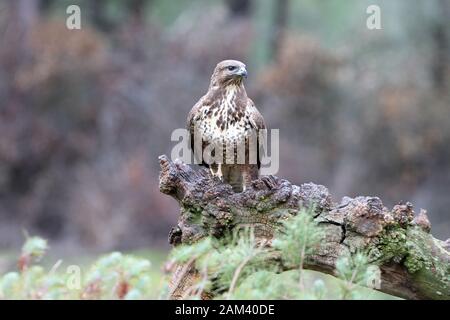 Mäusebussard mit dem letzten Licht des Sonnenuntergangs. Buteo buteo Stockfoto