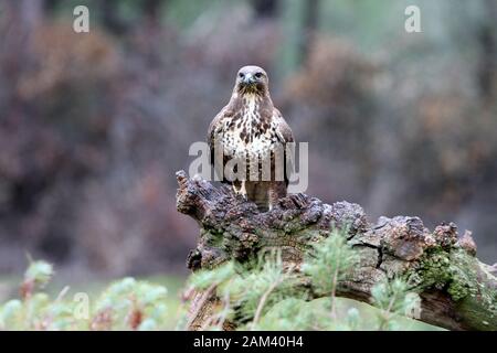 Mäusebussard mit dem letzten Licht des Sonnenuntergangs. Buteo buteo Stockfoto