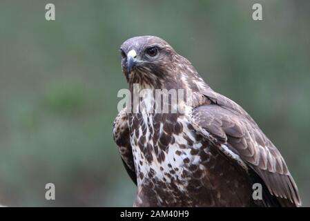 Mäusebussard mit dem letzten Licht des Sonnenuntergangs. Buteo buteo Stockfoto