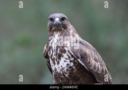 Mäusebussard mit dem letzten Licht des Sonnenuntergangs. Buteo buteo Stockfoto