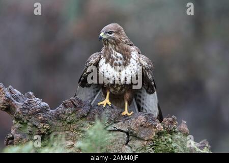 Mäusebussard mit dem letzten Licht des Sonnenuntergangs. Buteo buteo Stockfoto