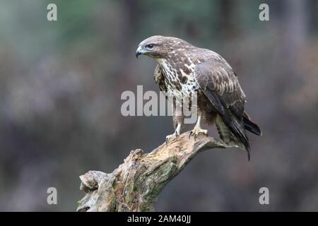 Mäusebussard mit dem letzten Licht des Sonnenuntergangs. Buteo buteo Stockfoto