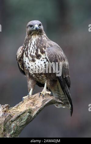 Mäusebussard mit dem letzten Licht des Sonnenuntergangs. Buteo buteo Stockfoto