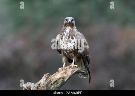 Mäusebussard mit dem letzten Licht des Sonnenuntergangs. Buteo buteo Stockfoto